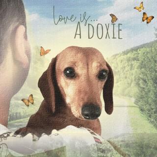 Love Is A Doxie