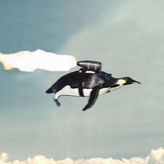 Fly Penguins Fly