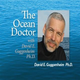 The Ocean Doctor - David Guggenheim PhD