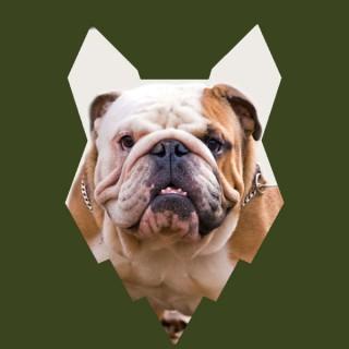 Fenrir English Bulldog Podcast