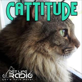 Cattitude -  Cat podcast about cats as pets  on Pet Life Radio (PetLifeRadio.com)