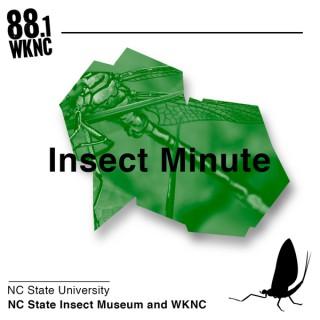 Insect Minute