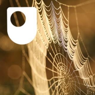 Investigating spiders: life on a thread - for iPad/Mac/PC