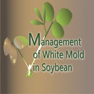 Management of White Mold in Soybeans