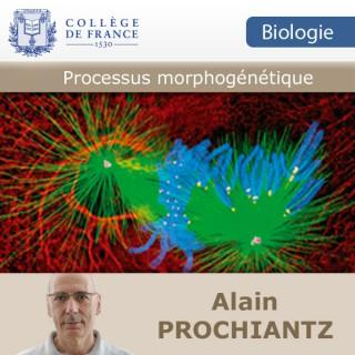 Processus morphogénétiques