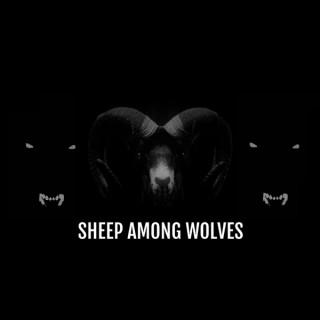 Sheep Among Wolves Podcast