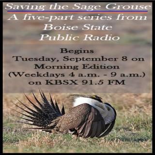 Saving the Sage Grouse