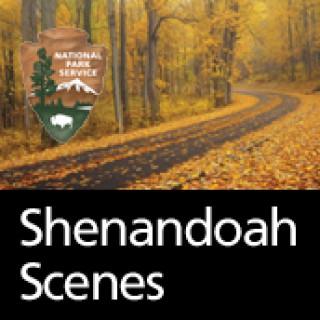Shenandoah Scenes