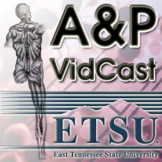 Anatomy & Physiology VidCast - Lab Videos