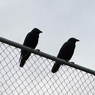 Two Crows Podcast