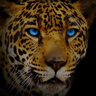 Jaguar Java