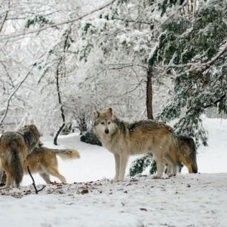 3 man wolf pack