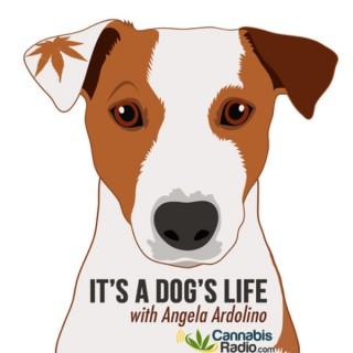 It's A Dog's Life With Angela Ardolino