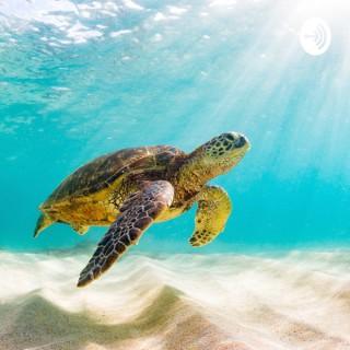 Pure Turtle Guided Meditations