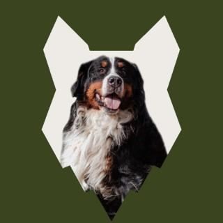Fenrir Bernese Mountain Dog Podcast