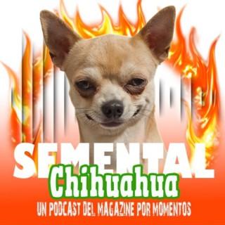 Semental Chihuahua