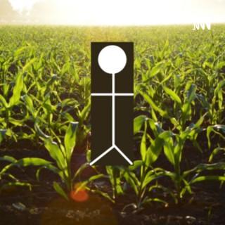 Tanning In A Corn Field