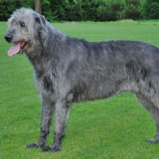 Irish Wolfhound Podcasts Ivy Fm