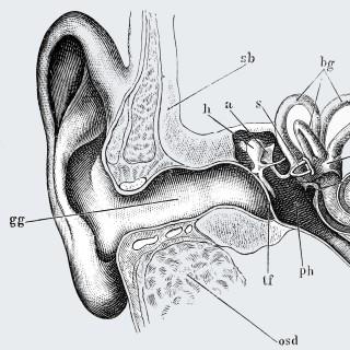 Hearing